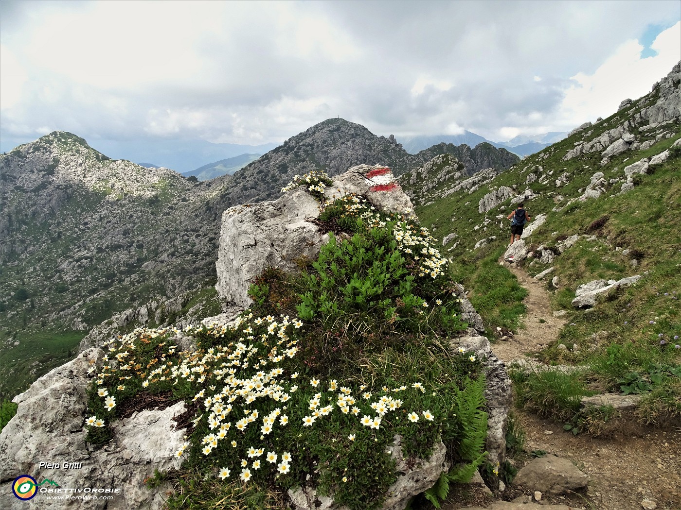59 Ci accompgana il Camedrio alpino (Dryas octopetala)  con vista verso Cima Croce  .JPG
